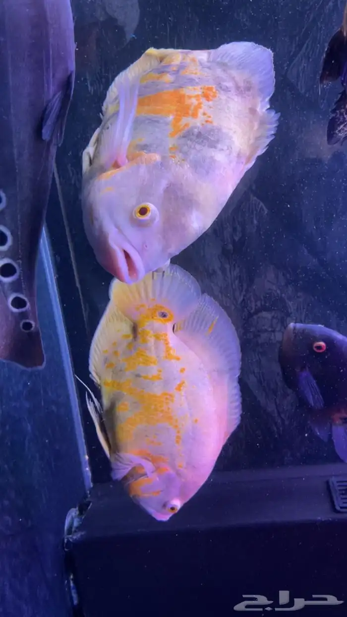 اسماك زينه زوج سمكه الاوسكار منتج 0