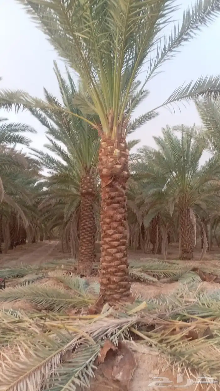 اسلام عليكم ورحمة الله لدن جميع انواع انخيل 6