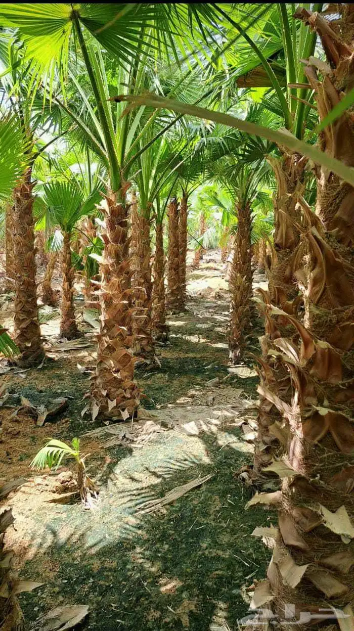 نخل واشنطن ونخل عربي 2