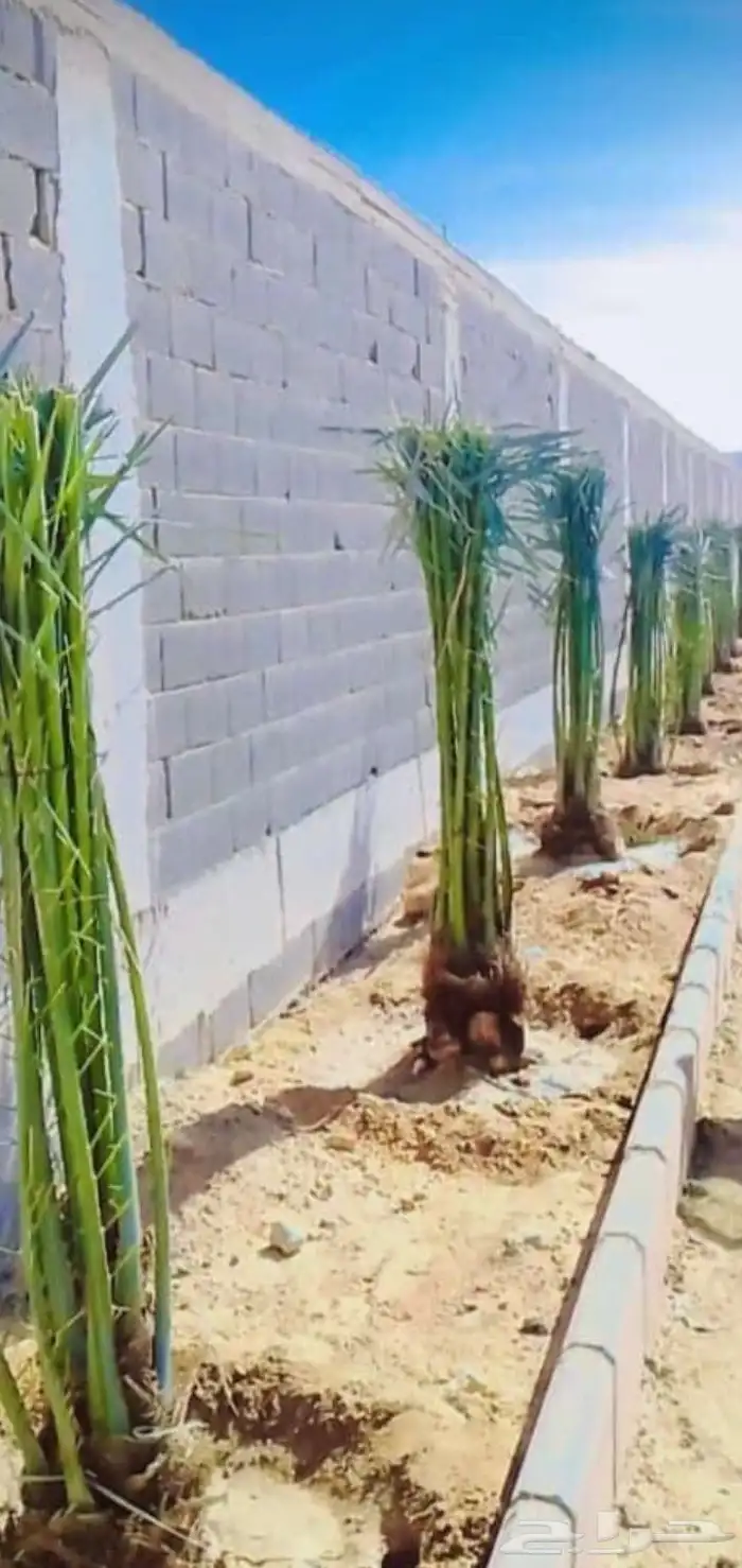 نخل واشطني للبيع 8