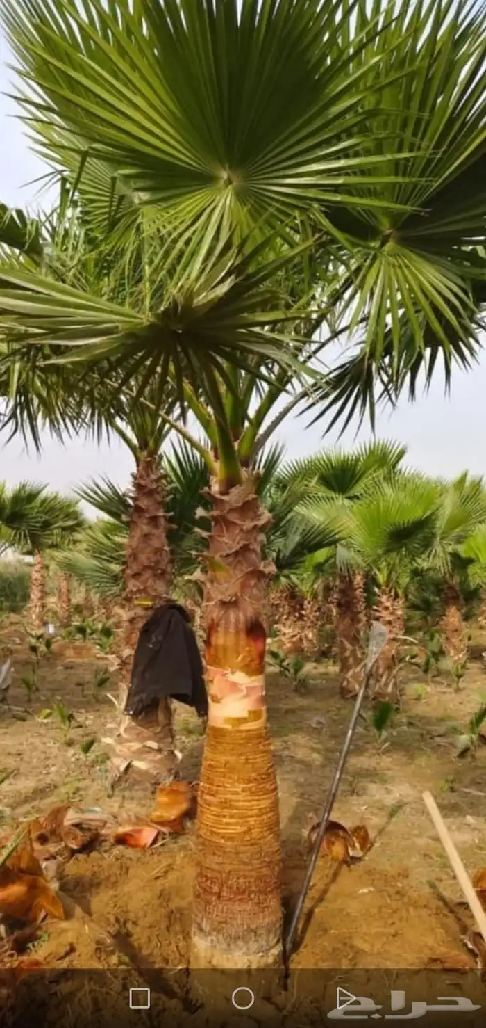 نخل واشطني للبيع 4