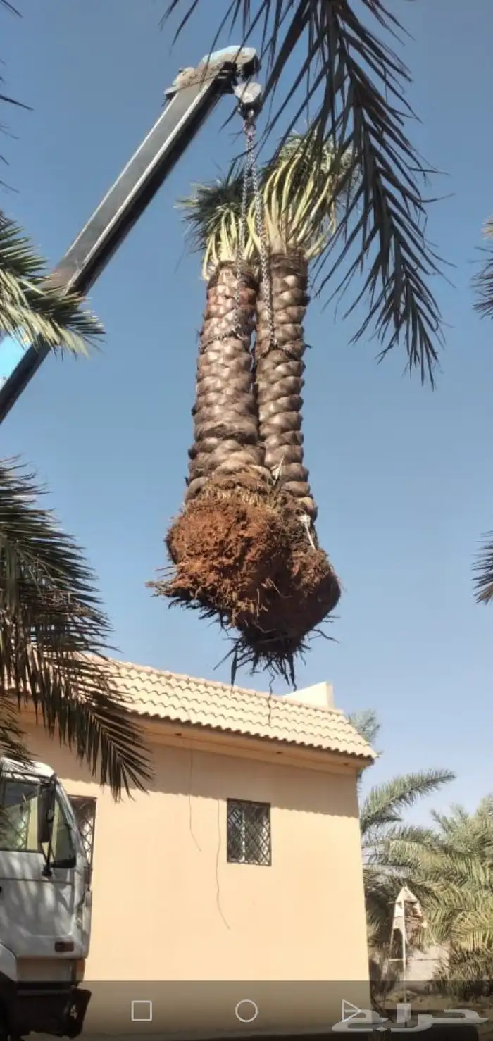 نخل واشطني للبيع 0