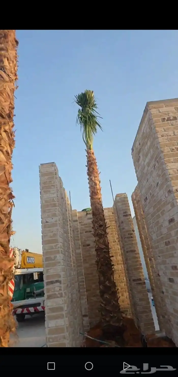 نخل واشطني للبيع 5