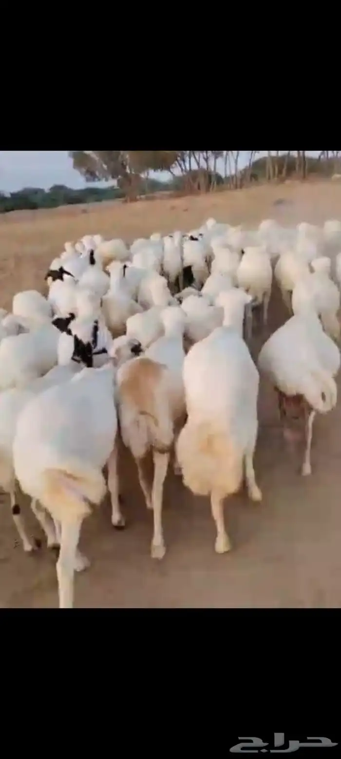 ضان رفيديات قرايب في اصامل 0