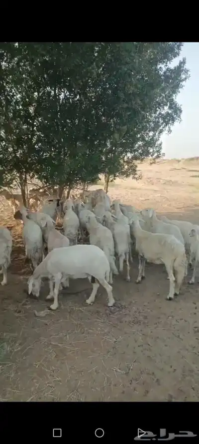 ضان دفع لي البيع index