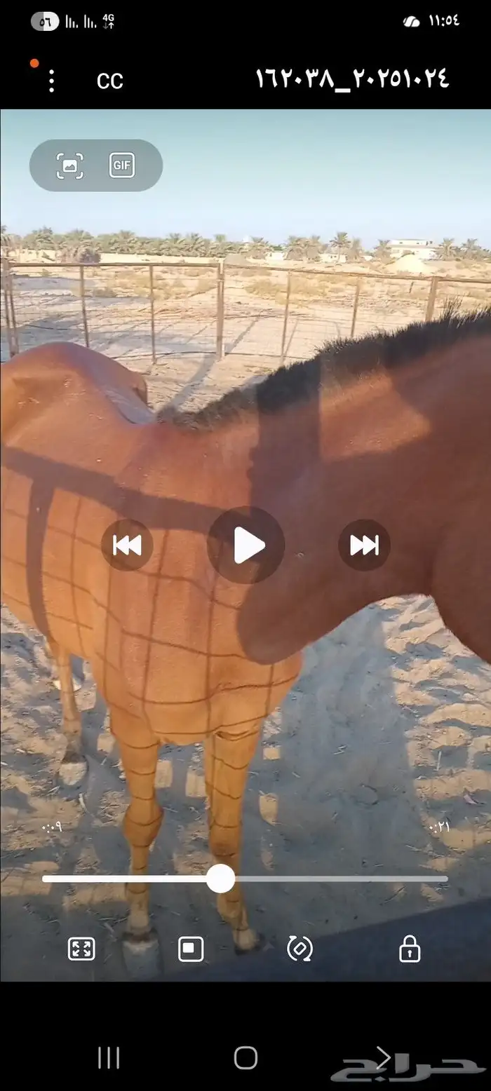 مهره شعبيه 3