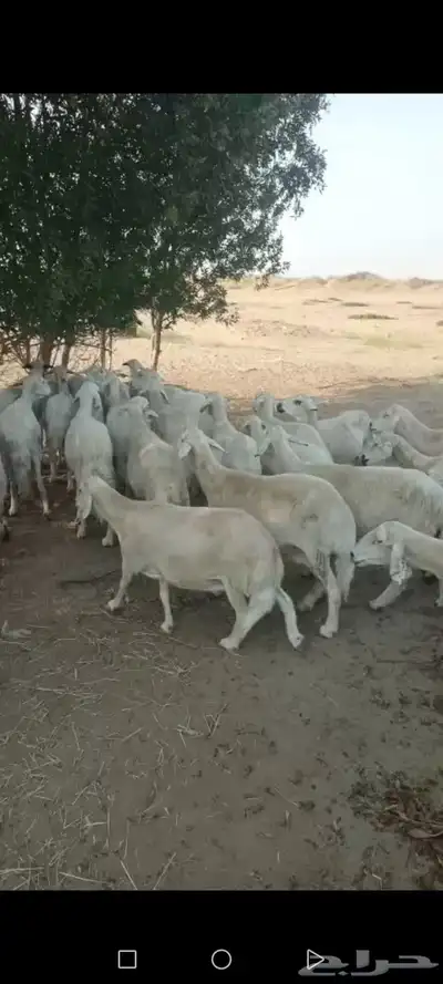 ضان دفع لي البيع index