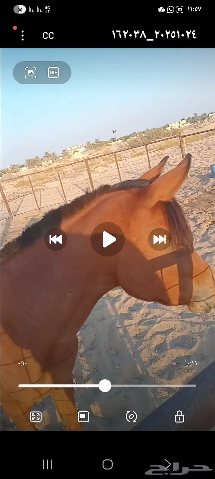 مهره شعبيه 2