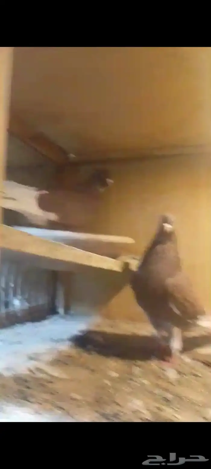 للبيع حمام قطيفي وحمام باكستاني وحمام صنعاني جوز 2