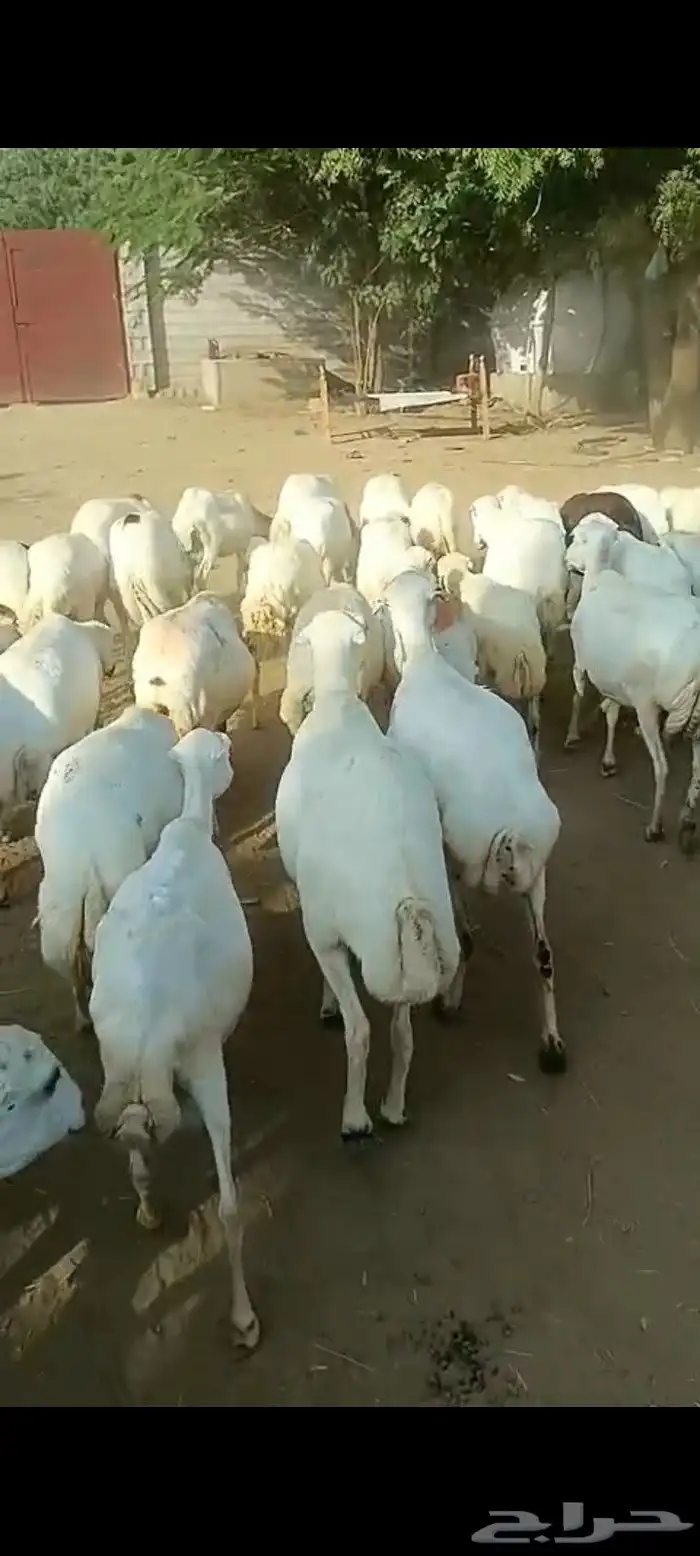 يوجد لدينا ضان رفيددات مقاني دفع 0