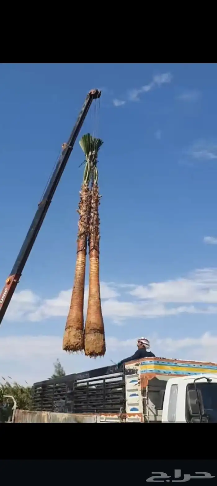 نخل واشنطني امريكي ابو مروحه 0