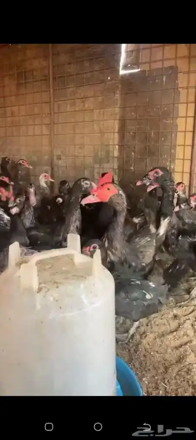 للبيع بط بح index