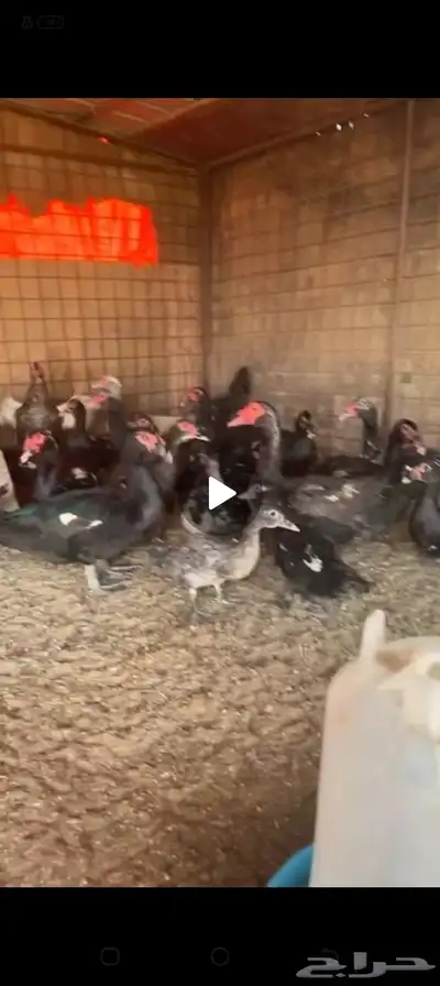 للبيع بط بح index