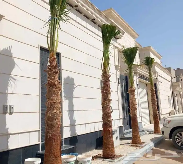 يوجد لدينا جميع انواع النخيل الوشنطني. الملكي الومروحه 0