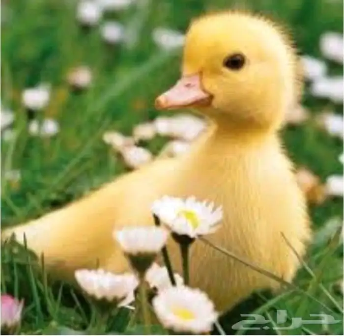 بط بكيني اليف و سليم 0