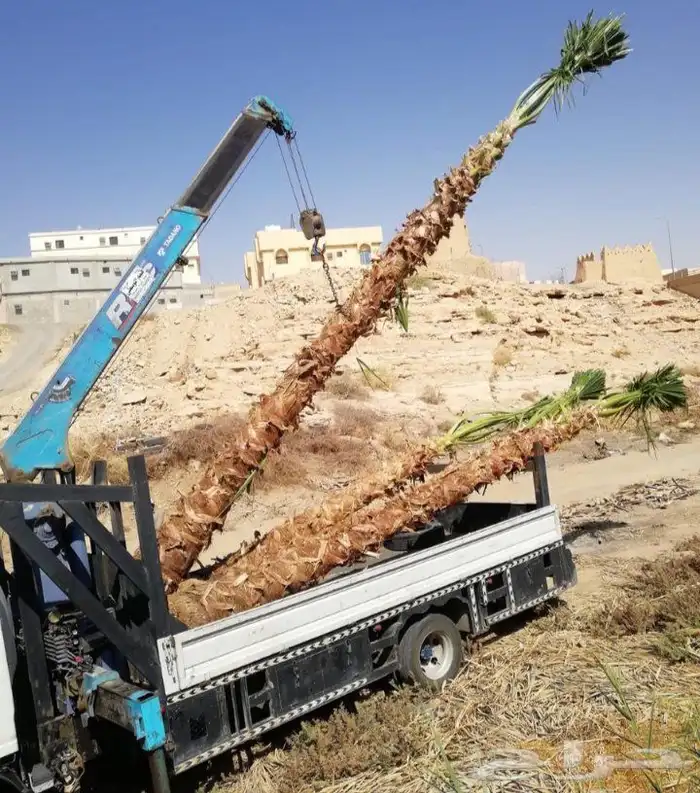 يوجد لدينا نخل واشنطني زينه امريكي بكل المقاسات وبسعار مناسب 5