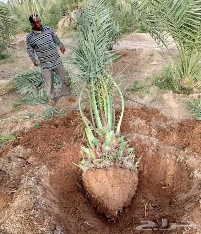 نخل للبيع مثمر خلاص سكري شيشي هلالي مجدول صقعي غر منيفي شهل 6