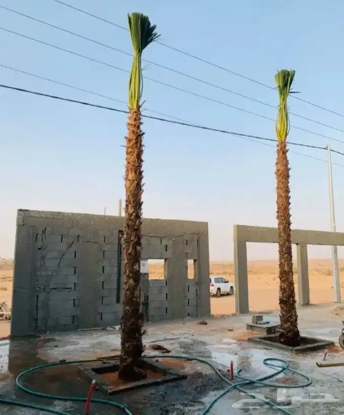 نخل واشنطني 7