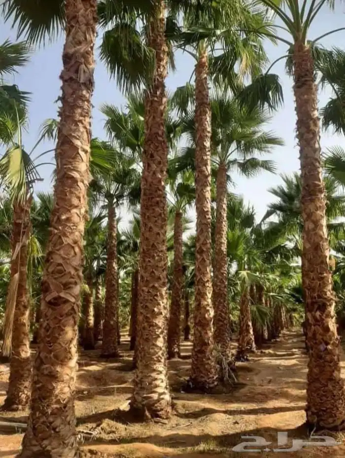 يوجد لدينا نخل عربي وشنطني 1