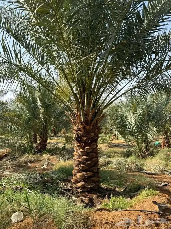 نخل مثمر صقعي اخلاص خضري ومشكلات نخل واشنطني 4