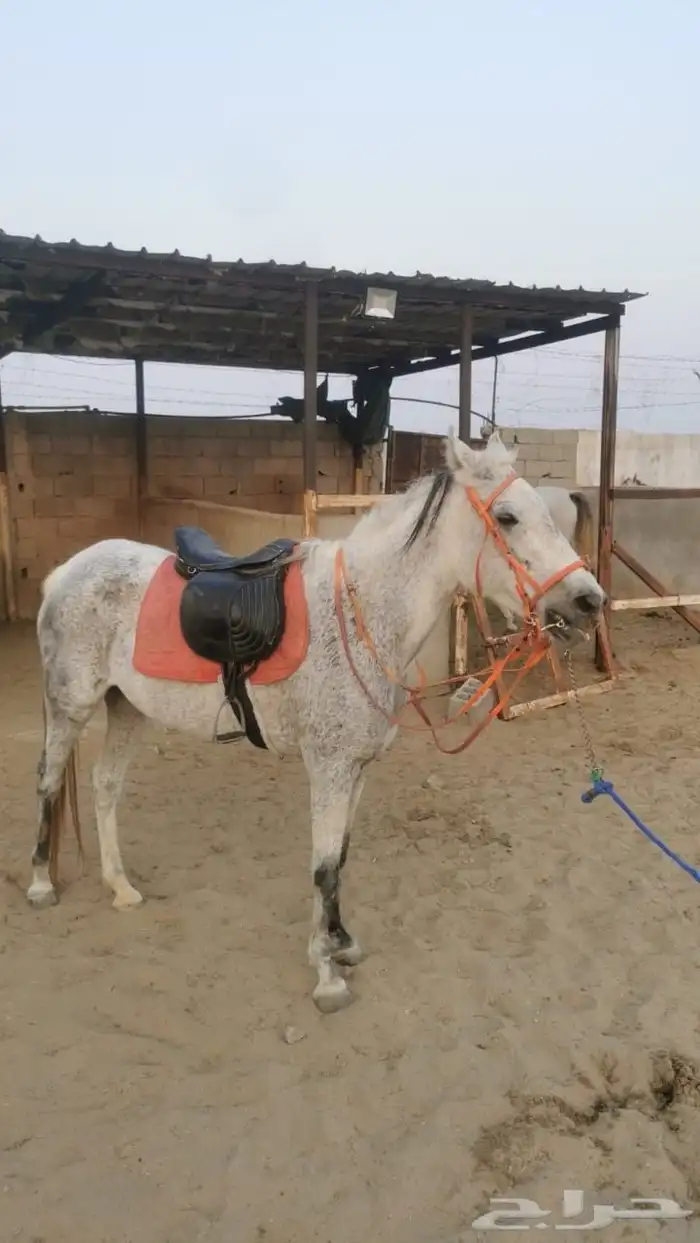 فرس عربيه 0