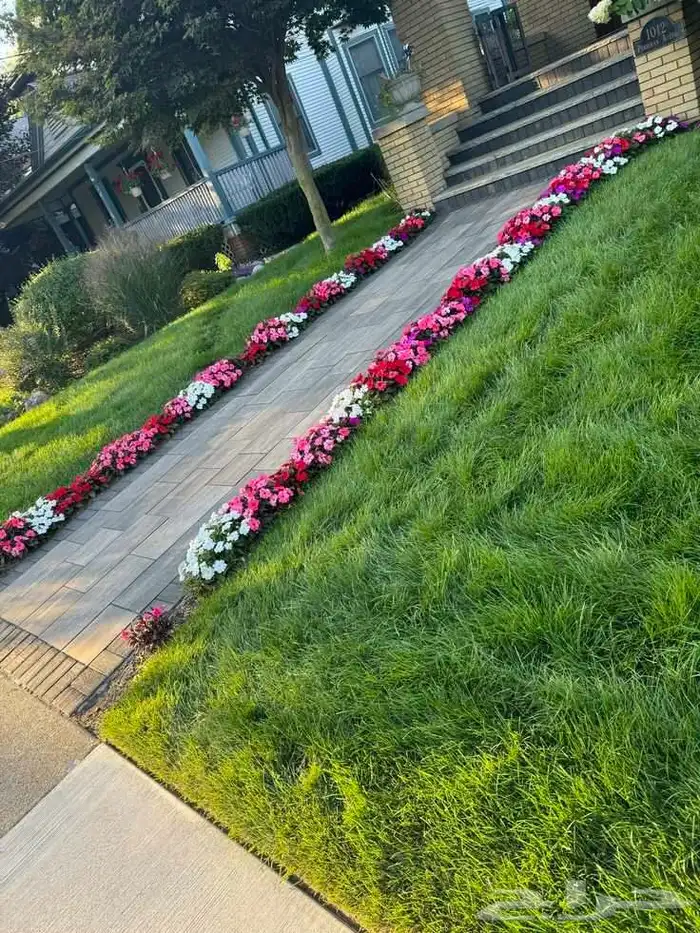 م ابو احمد تنسيق حدائق 1