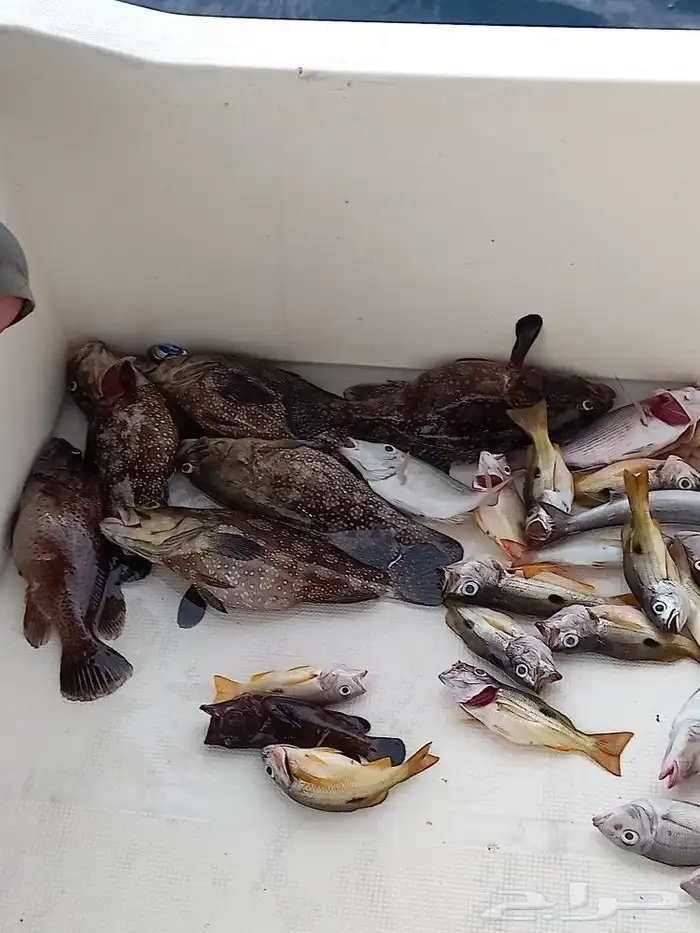 قارب التخت لرحلات الصيد ورحلات جزيره بياضه مرسي دره العروس 3