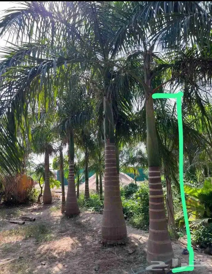 اشجار نخل ملوكي جده جميع المقاسات متوفره داخل جده وخارجها 15