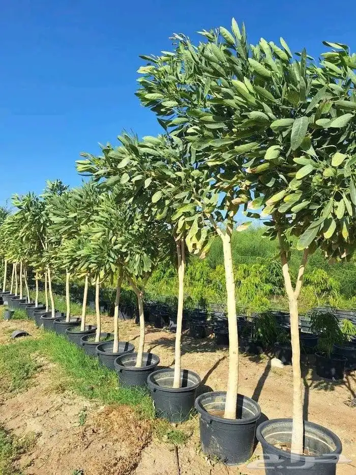 مشتل الزراعية با الجملة 9