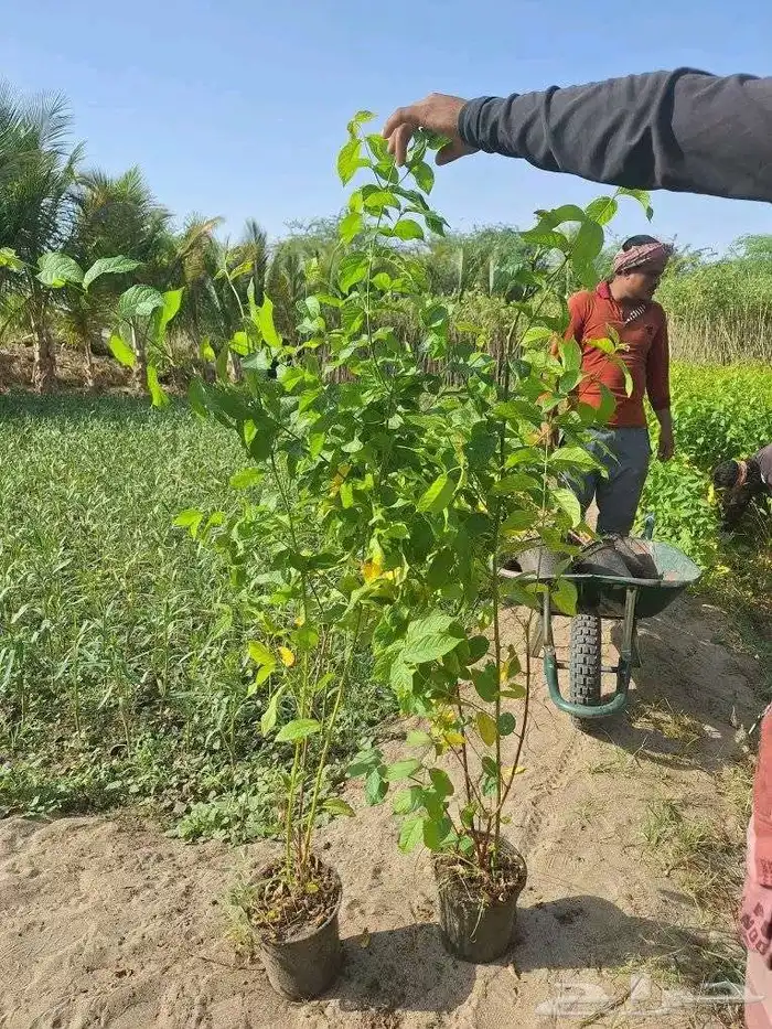 مشتل الزراعية با الجملة 1