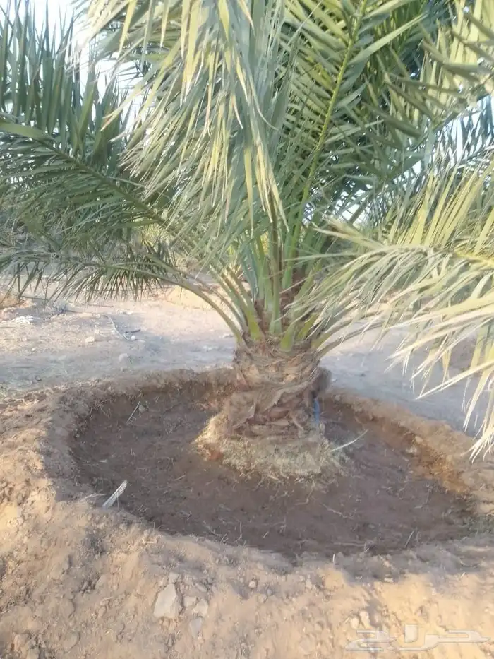 نخل سكري جثايث طيبه جدا  ونظيفه وعلى شرط من متر لا مترين 0