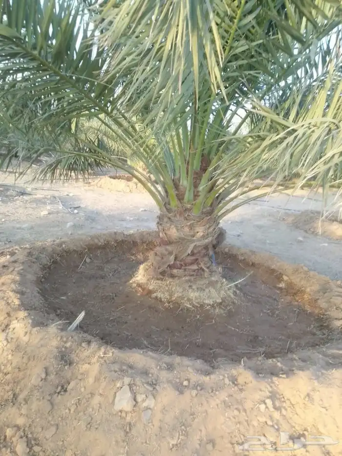 نخل سكري جثايث طيبه جدا  ونظيفه وعلى شرط من متر لا مترين 1