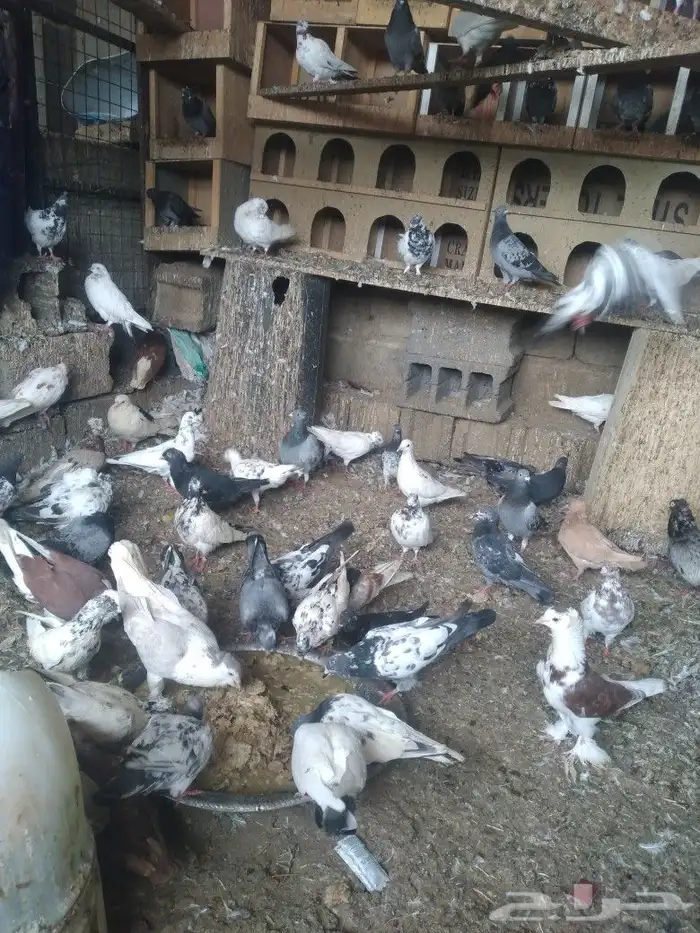 عندي حمام مشكل من باكستاني الى بلدي الى شيرازي وزاجل للبيع 0