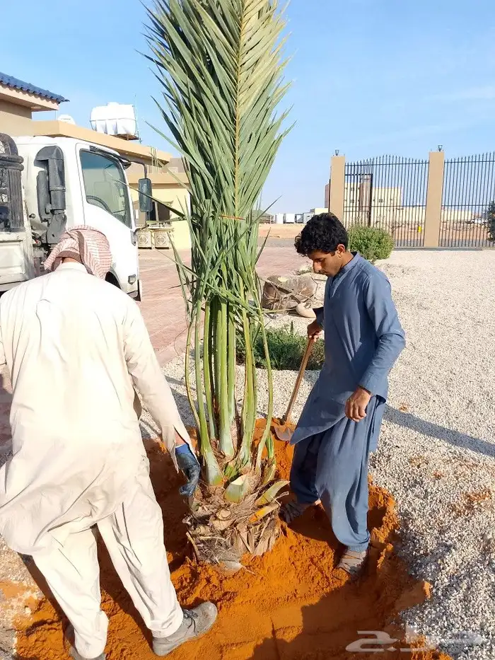نخل للبيع توريد زراعه جميع المواقع نخيل عربي واشنطني 0