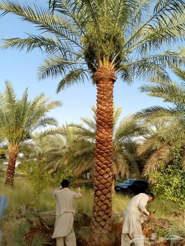 نخل مثمر صقعي اخلاص خضري ومشكلات نخل واشنطني 1