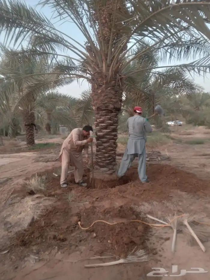 نخل نخيل للبيع   خلاص برحي سكري شيشي هلالي مجدوله عجوه 3