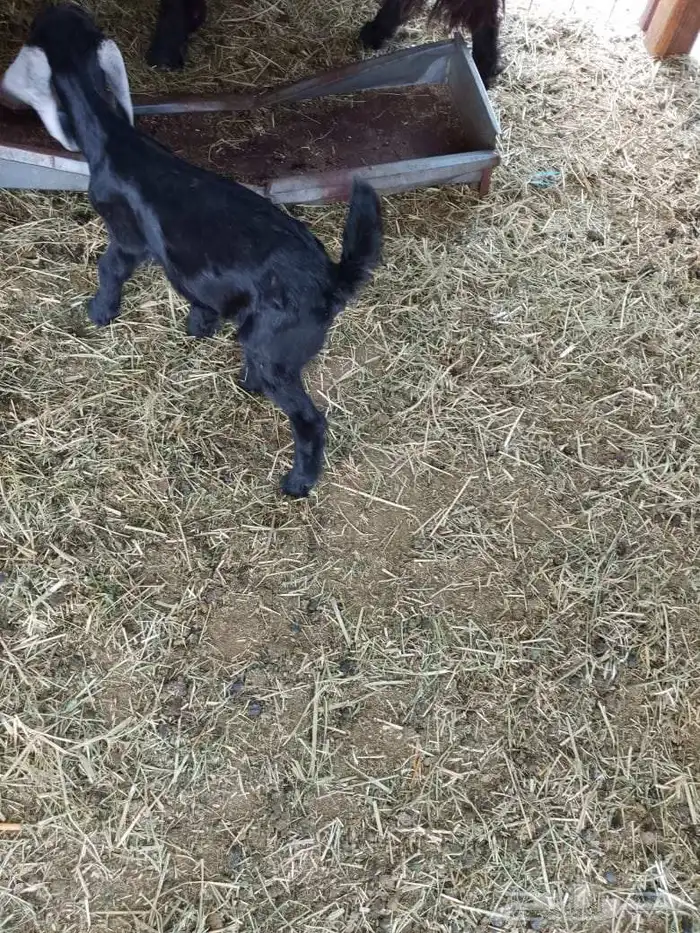 تيس داغور للبيع 1