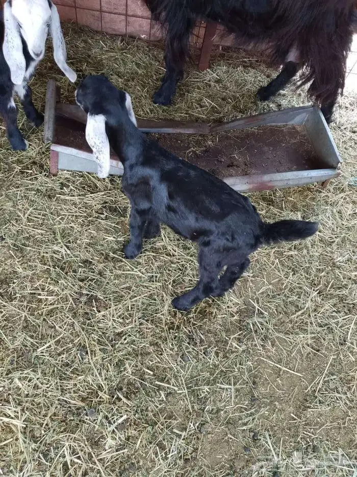 تيس داغور للبيع 0