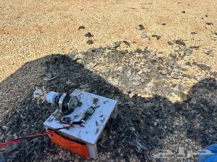 نتافه توفرت جديد شرط لجميع الطيور جرجس سمان دخل صفاري زغاليل 3