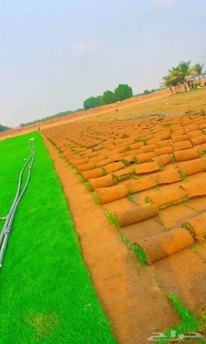 للبيع نجيله عشب اخضر طبيعي 1