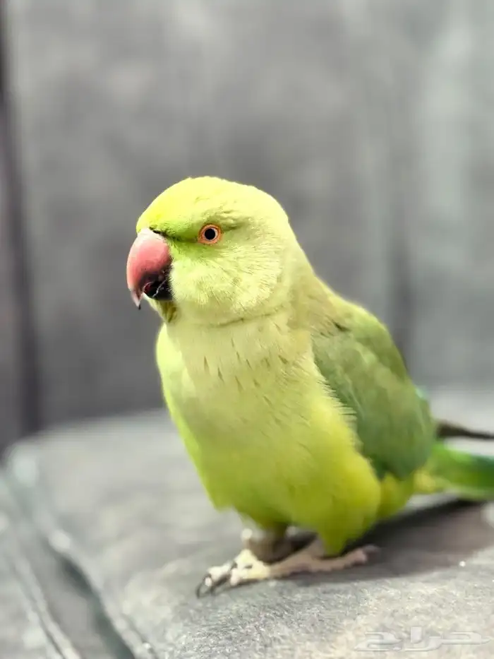 ببغاء الدره 1