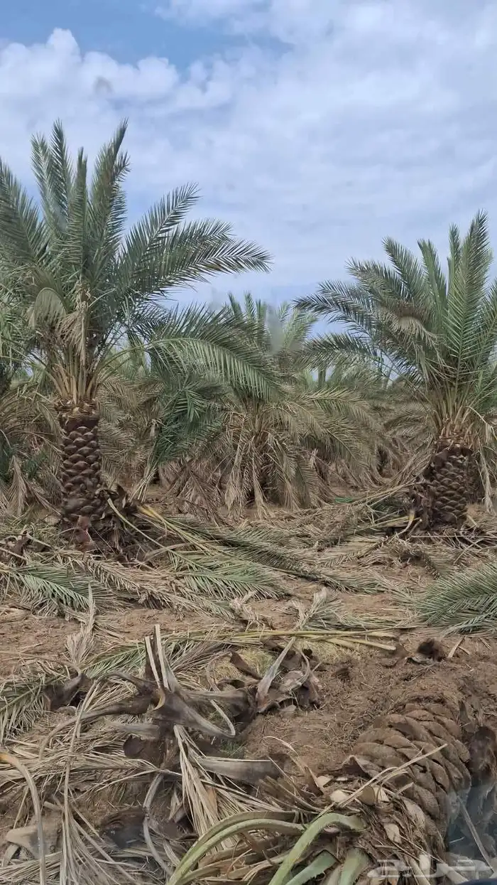 يوجد لدينا جميع انواع النخيل عربي واشنطني تكراب تنضيف 0