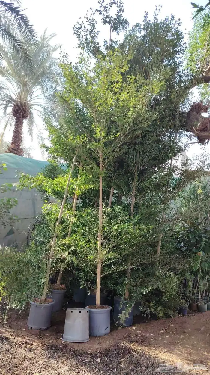 جميع الأشجار الزينه للقصور والاستراحات 8