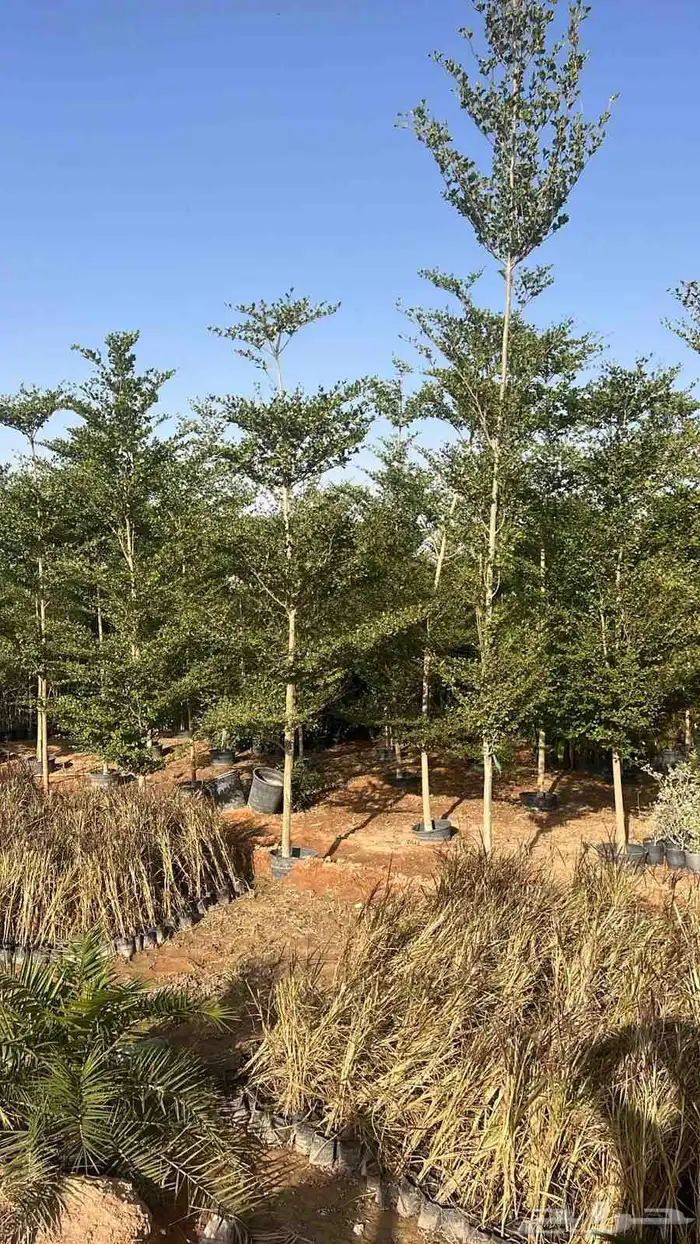 جميع الأشجار الزينه للقصور والاستراحات 7