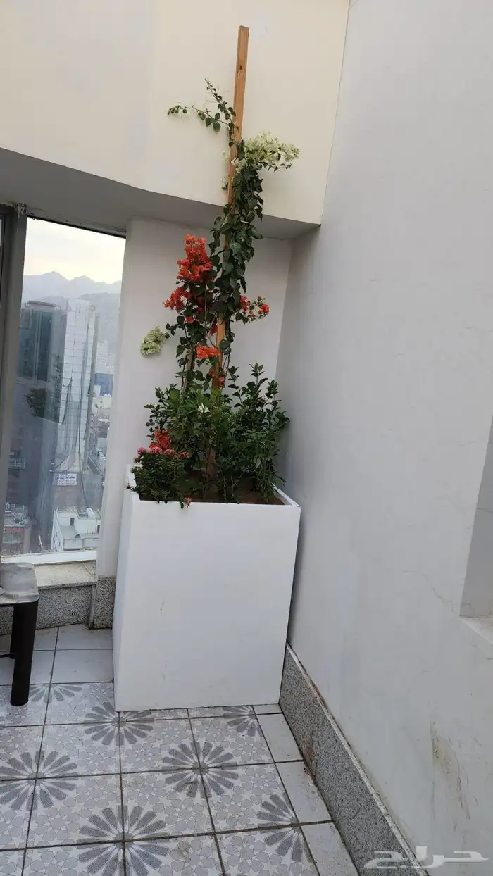 منسق حدائق أشجار طبيعي ورود طبيعي 2