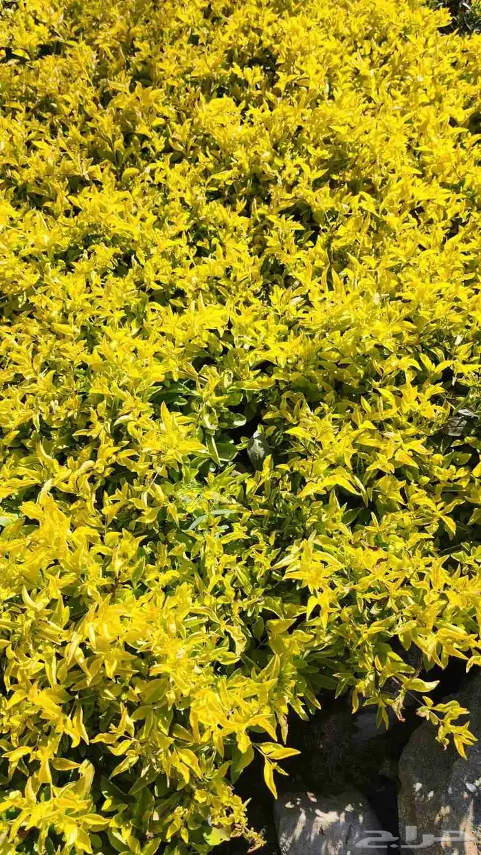 منسق حدائق أشجار طبيعي ورود طبيعي 7