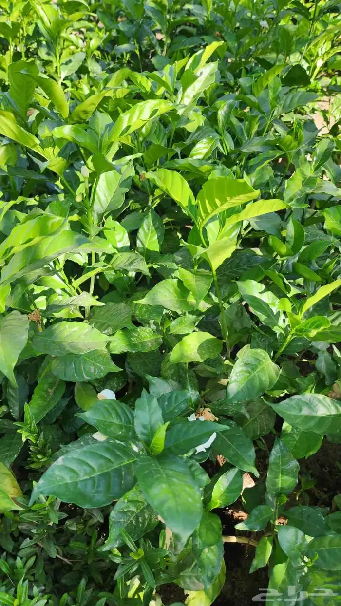 منسق حدائق أشجار طبيعي ورود طبيعي 4