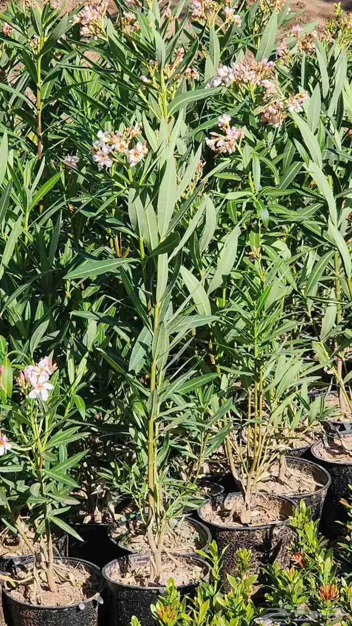 منسق حدائق أشجار طبيعي ورود طبيعي 6