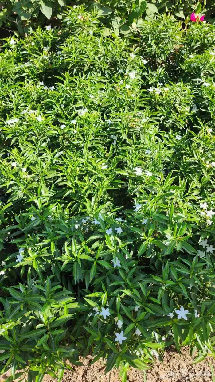 منسق حدائق أشجار طبيعي ورود طبيعي 5