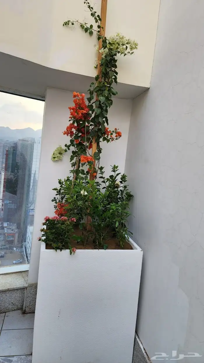 منسق حدائق أشجار طبيعي ورود طبيعي 1